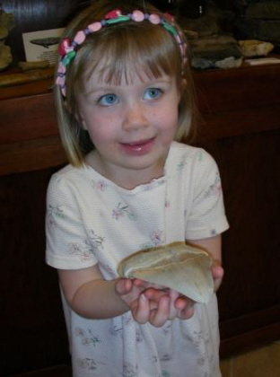 Great White Shark Tooth 2